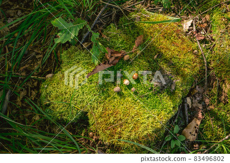 Acorn on a mossy stump [Autumn material] 83496802