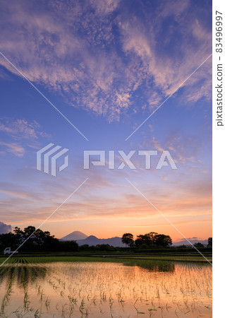 Mt. Fuji overlooking rice fields and sunset scenery Mt. Fuji overlooking rice fields and sunset scenery 83496997