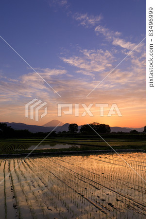眺望稻田和夕陽美景的富士山 眺望稻田和夕陽美景的富士山 83496999