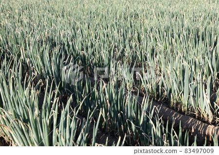 Onion field Onion field 83497009