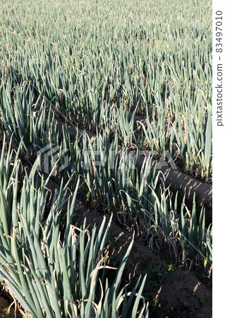 Onion field 83497010