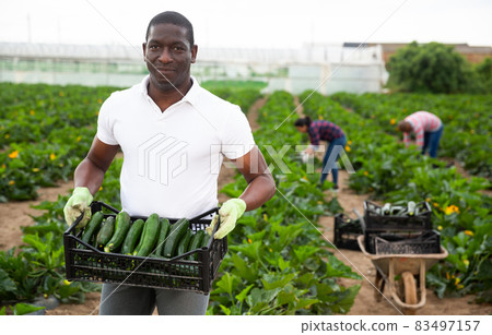 African-american worker collects zucchini in a box African-american worker collects zucchini in a box 83497157
