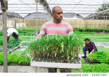 Team of farmers work in greenhouse - cultivating for plants Team of farmers work in greenhouse - cultivating for plants 83497160