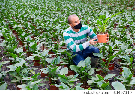 farmer with mask caring for houseplants of dieffenbachia farmer with mask caring for houseplants of dieffenbachia 83497319