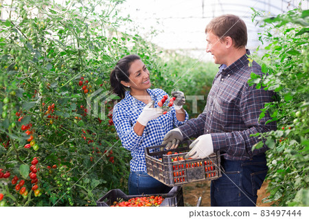 Man and woman gardeners harvesting tomatoes in greenhouse Man and woman gardeners harvesting tomatoes in greenhouse 83497444