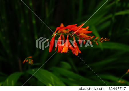 Montbretia orange flowers Montbretia orange flowers 83497747