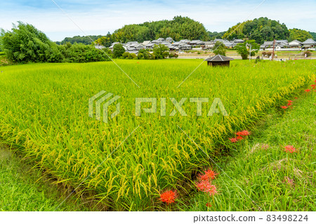 Asuka Village, Nara Prefecture Autumn rice terraces and cluster amaryllis Asuka Village, Nara Prefecture Autumn rice terraces and cluster amaryllis 83498224