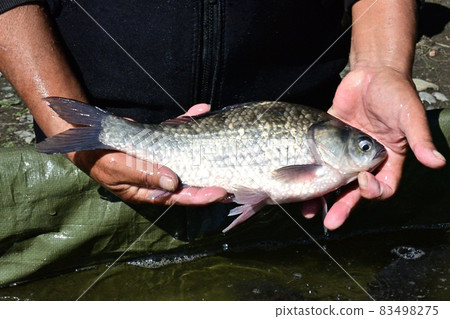 手持諾伊克鯽魚 83498275