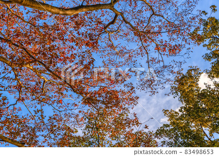 神奈川縣箱根的秋葉 83498653