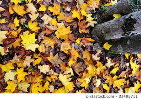 Big fallen leaves 83498711
