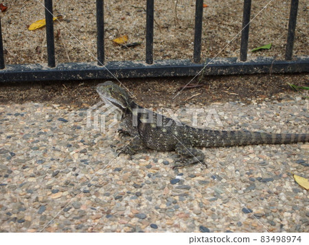 Iguana standing still with her neck raised 83498974