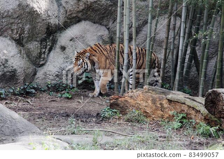 Amur Tora Amur Tora 83499057