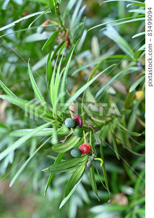 Tree: Inuma Maki Tree: Inuma Maki 83499094