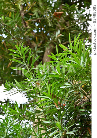 Tree: Inuma Maki 83499095