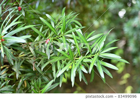 Tree: Inuma Maki 83499096