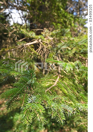 樹種:雲杉松科 樹種:雲杉松科 83499105