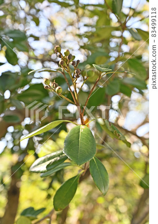 Tree: Sharingbird family 83499118