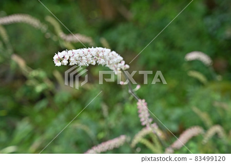Plant: Actaea simplex, Ranunculaceae 83499120