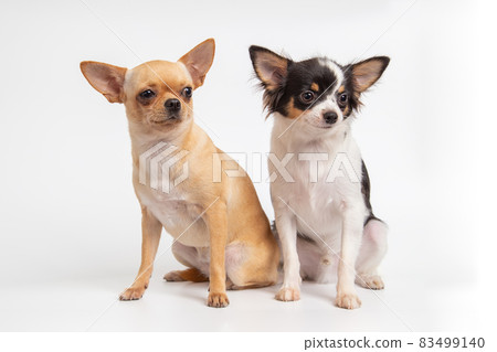 Female and Male adorable chihuahua puppy sitting on a white background. Female and Male adorable chihuahua puppy sitting on a white background. 83499140