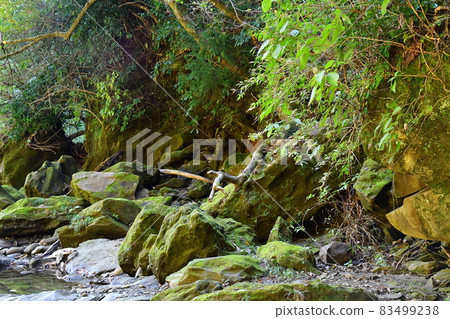 Autumn leaves in the Yoro Valley a little earlier 83499238