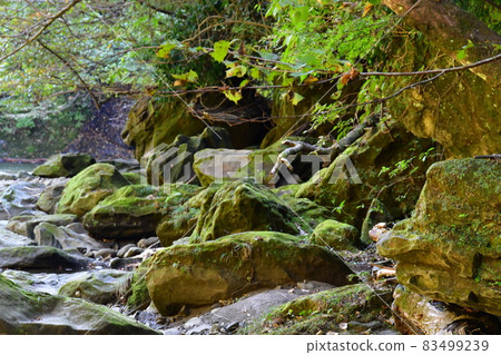 Autumn leaves in the Yoro Valley a little earlier Autumn leaves in the Yoro Valley a little earlier 83499239