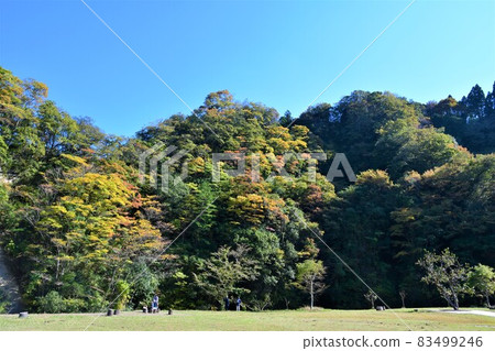 Autumn leaves in the Yoro Valley a little earlier Autumn leaves in the Yoro Valley a little earlier 83499246