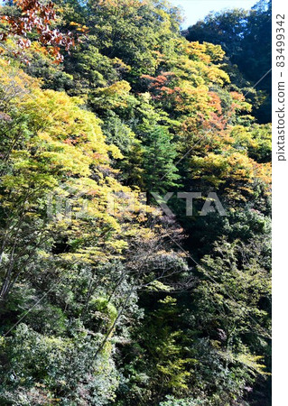 Autumn leaves in the Yoro Valley a little earlier Autumn leaves in the Yoro Valley a little earlier 83499342