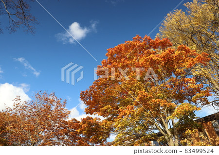 十和田湖的紅葉2021 十和田湖的紅葉2021 83499524