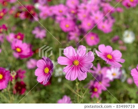 Cosmos (Kota Town, Nukata District, Aichi Prefecture) Cosmos (Kota Town, Nukata District, Aichi Prefecture) 83499719