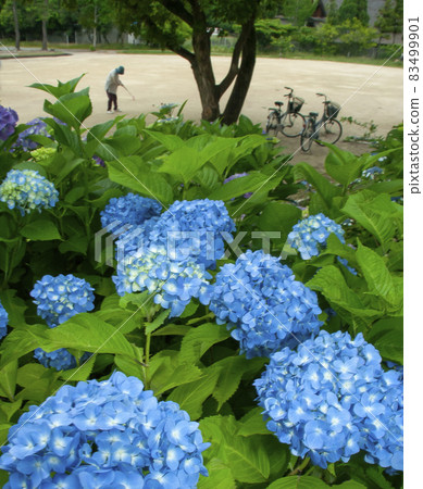Hydrangea blooming morning gateball practice scene Hydrangea blooming morning gateball practice scene 83499901
