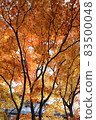 十和田湖的紅葉2021 83500048