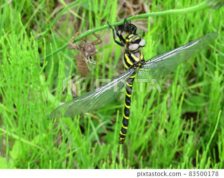 Emerged Oniyama 83500178