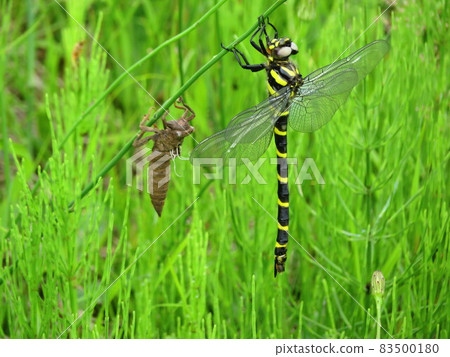 Emerged Oniyama 83500180