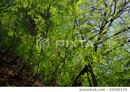 Fresh green Nishizawa valley Fresh green Nishizawa valley 83500339