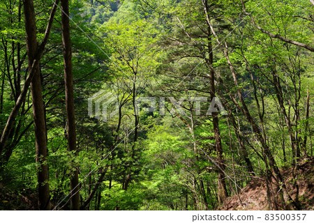 Fresh green Nishizawa valley Fresh green Nishizawa valley 83500357
