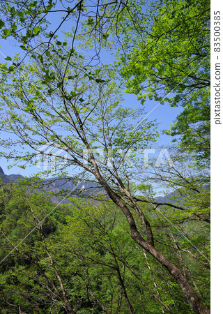 Fresh green Nishizawa valley Fresh green Nishizawa valley 83500385