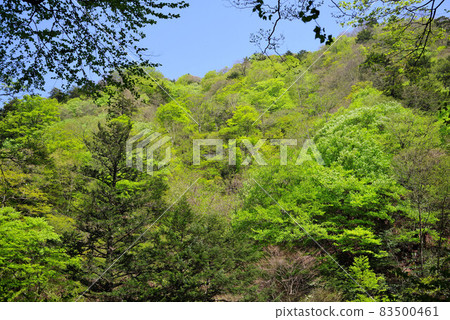 Fresh green Nishizawa valley Fresh green Nishizawa valley 83500461