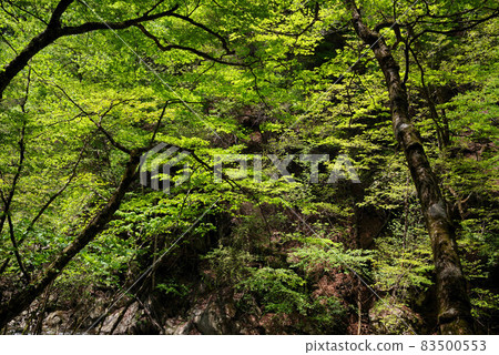 Fresh green Nishizawa valley Fresh green Nishizawa valley 83500553