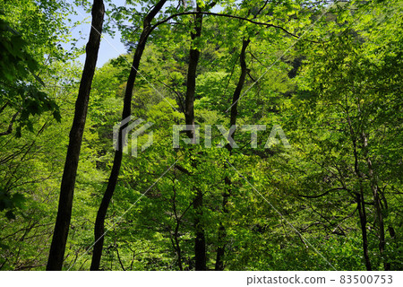 Fresh green Nishizawa valley Fresh green Nishizawa valley 83500753