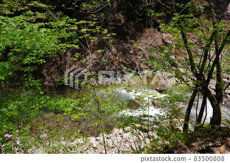 Fresh green Nishizawa valley Fresh green Nishizawa valley 83500808