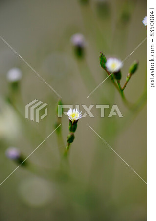 信濃川和安木堤上的掃帚菊 信濃川和安木堤上的掃帚菊 83500841