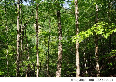 Fresh green Nishizawa valley 83500903