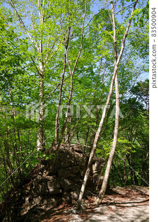 Fresh green Nishizawa valley 83500904