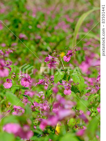 鳳仙花因花形似懸浮帆船而得名。 83501441