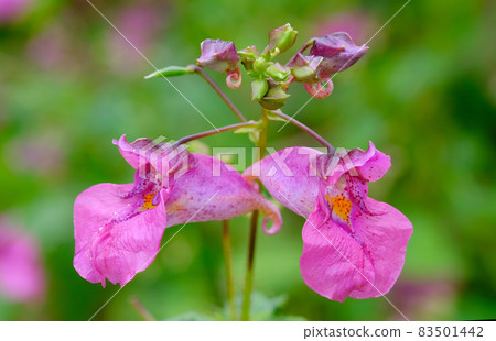 鳳仙花因花形似懸浮帆船而得名。 83501442