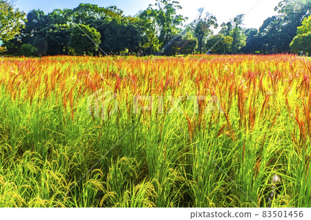 Toro Ruins Red rice of ancient rice 83501456