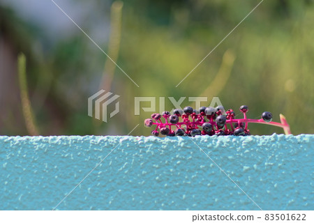 躺在牆上的商陸 83501622