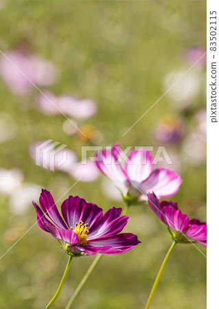 Red cosmos close-up 83502115