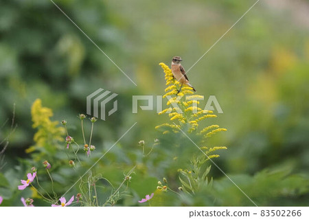 Stonechat 棲息在 Solidago altissima 上 Stonechat 棲息在 Solidago altissima 上 83502266