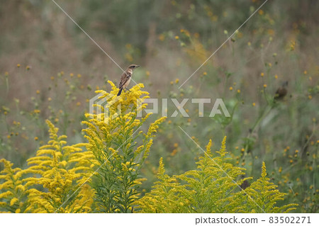 Stonechat perching on Solidago altissima Stonechat perching on Solidago altissima 83502271